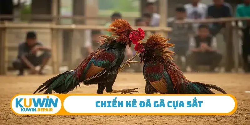 Chiến kê đá gà cựa sắt
