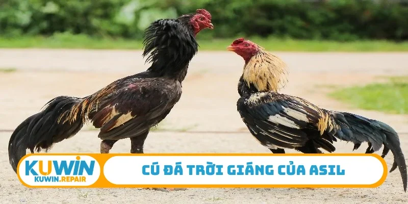 Cú đá trời giáng của Asil