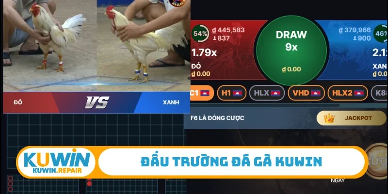 Đấu trường đá gà Kuwin