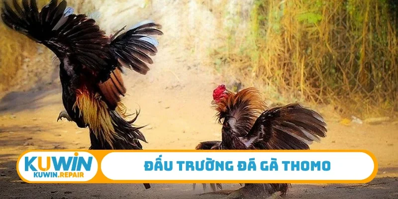 Đấu trường đá gà Thomo