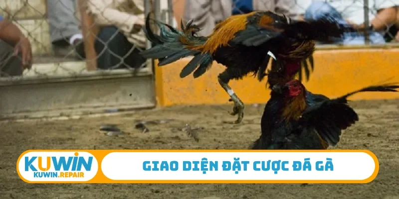 Giao diện đặt cược đá gà