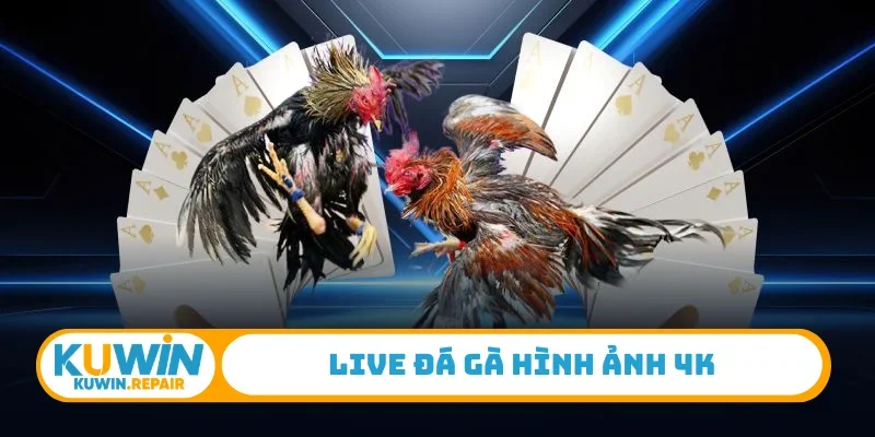 Live đá gà hình ảnh 4K