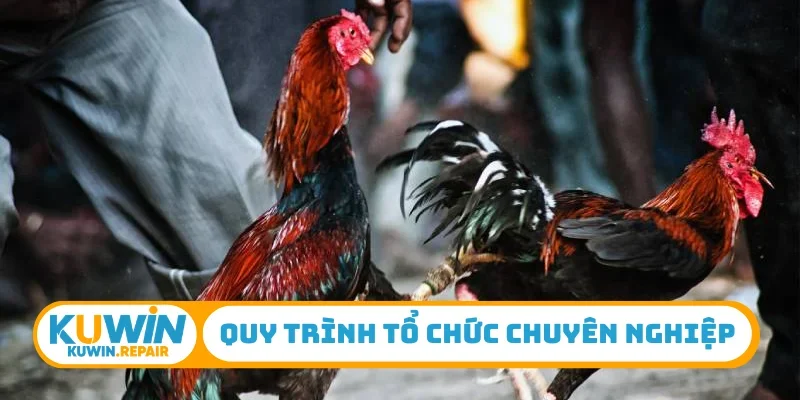 Quy trình tổ chức chuyên nghiệp