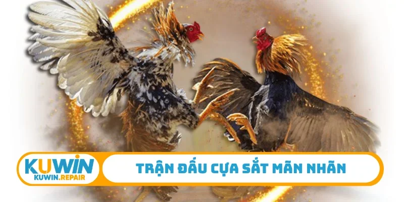 Trận đấu cựa sắt mãn nhãn