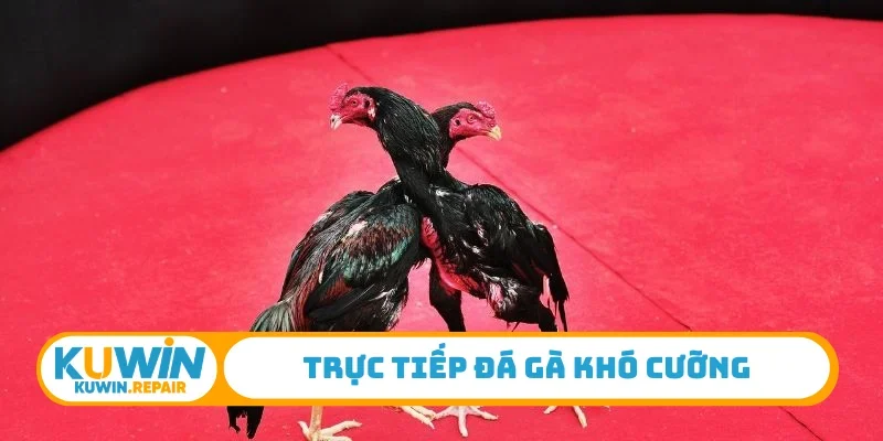 Trực tiếp đá gà khó cưỡng