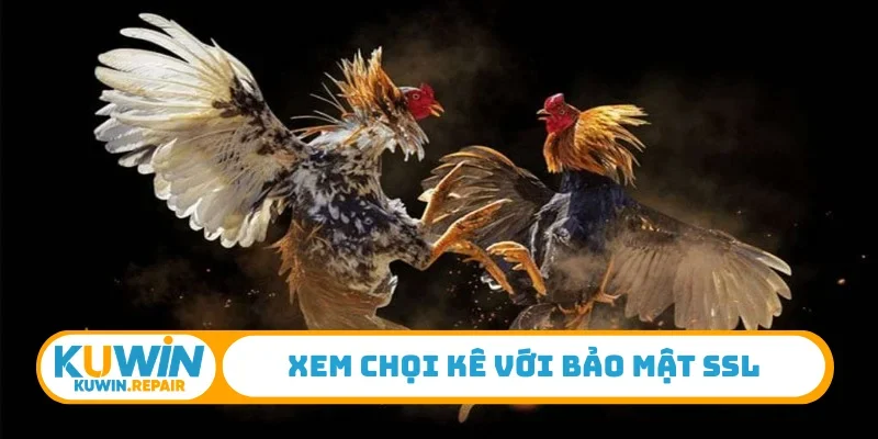 Xem chọi kê với bảo mật SSL